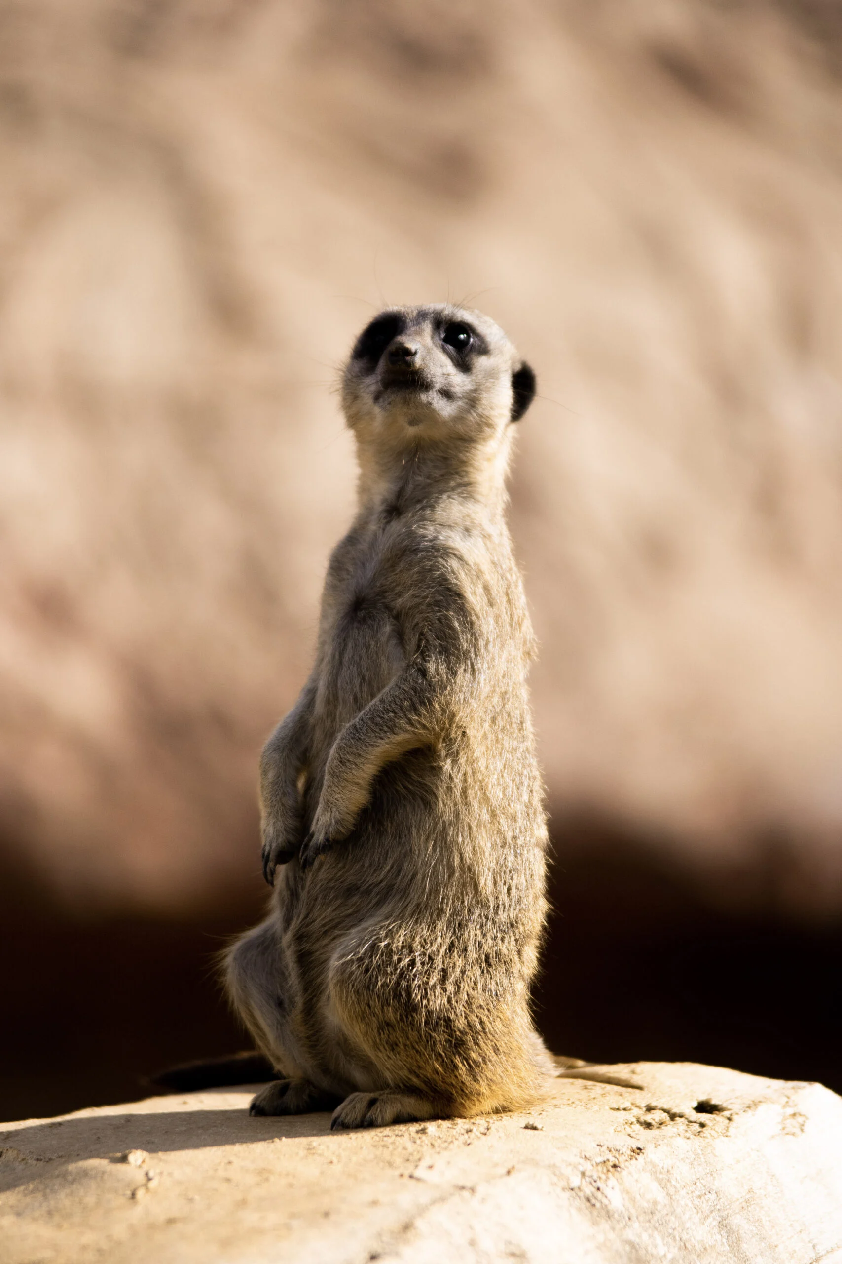 Suricate dressé observant son environnement