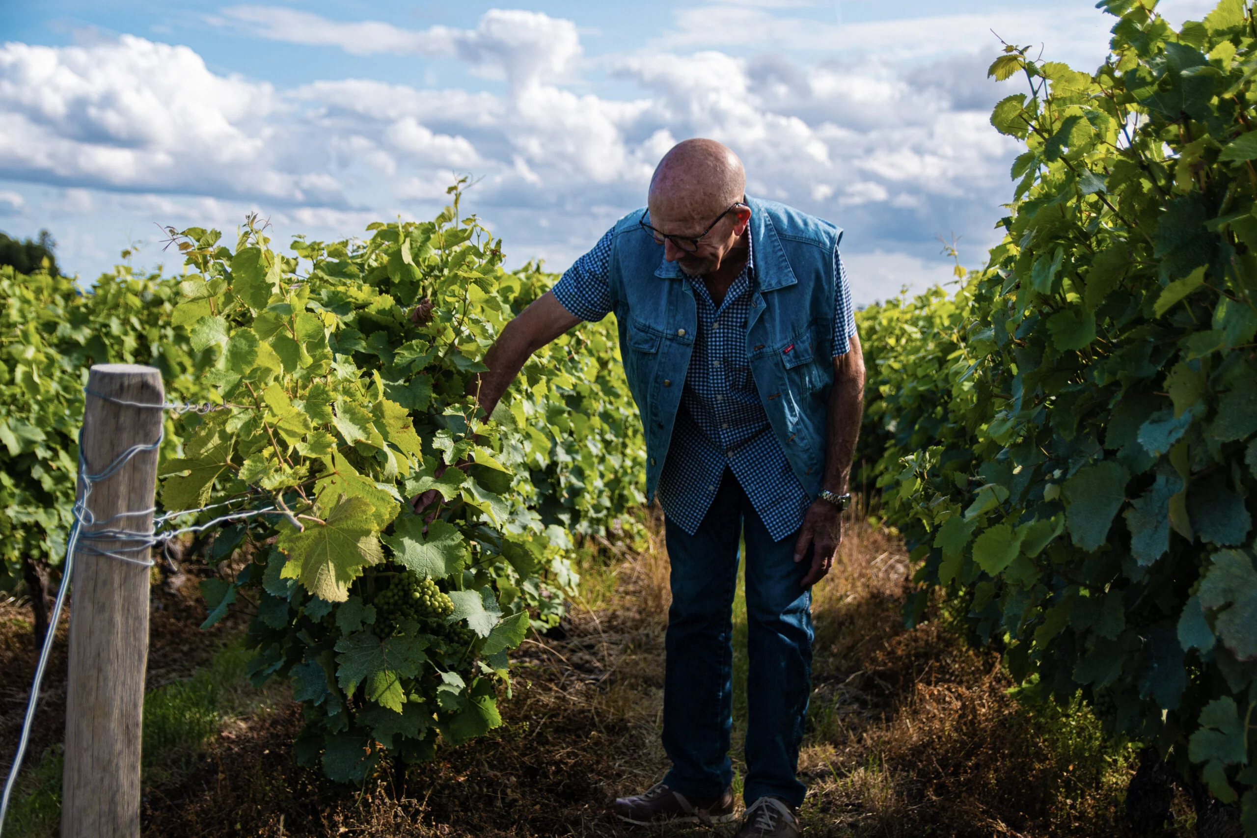 Homme observant les ceps dans un vignoble