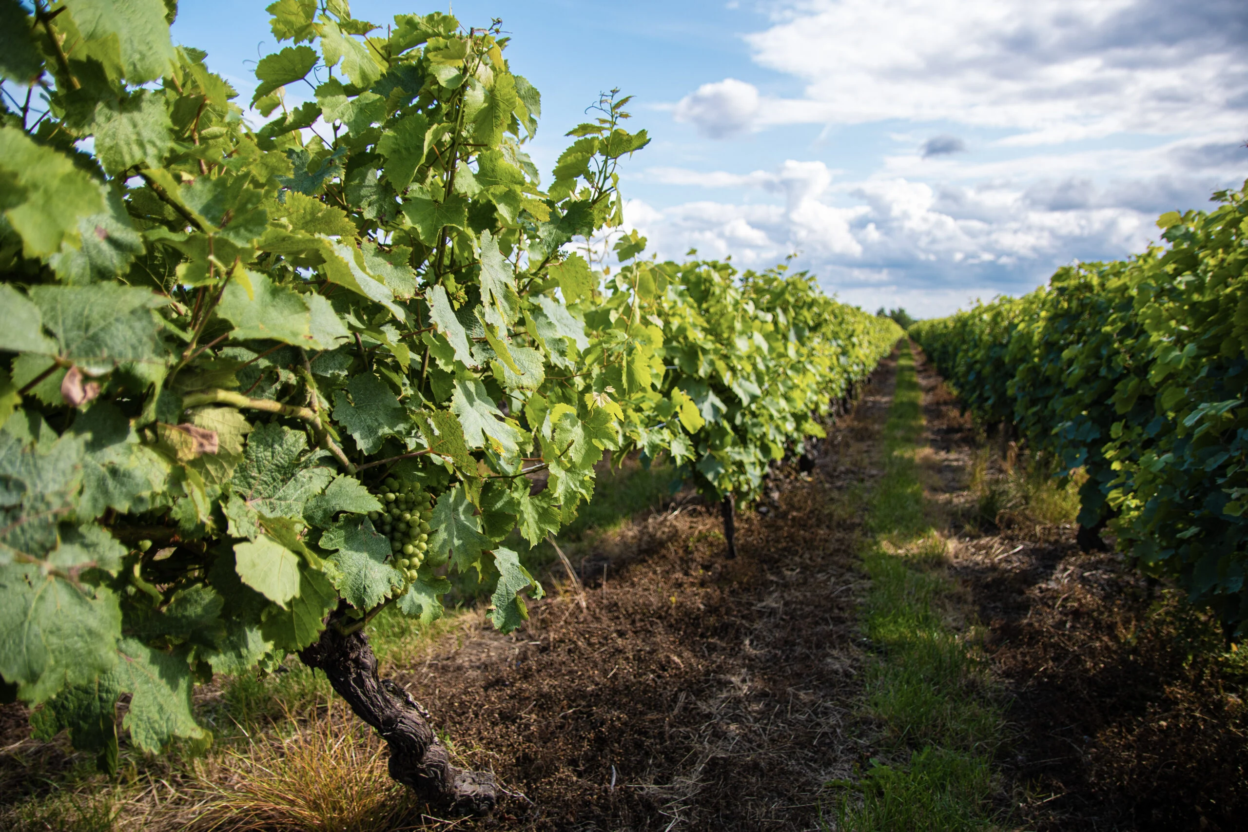 Rangées de vignes sous un ciel nuageux